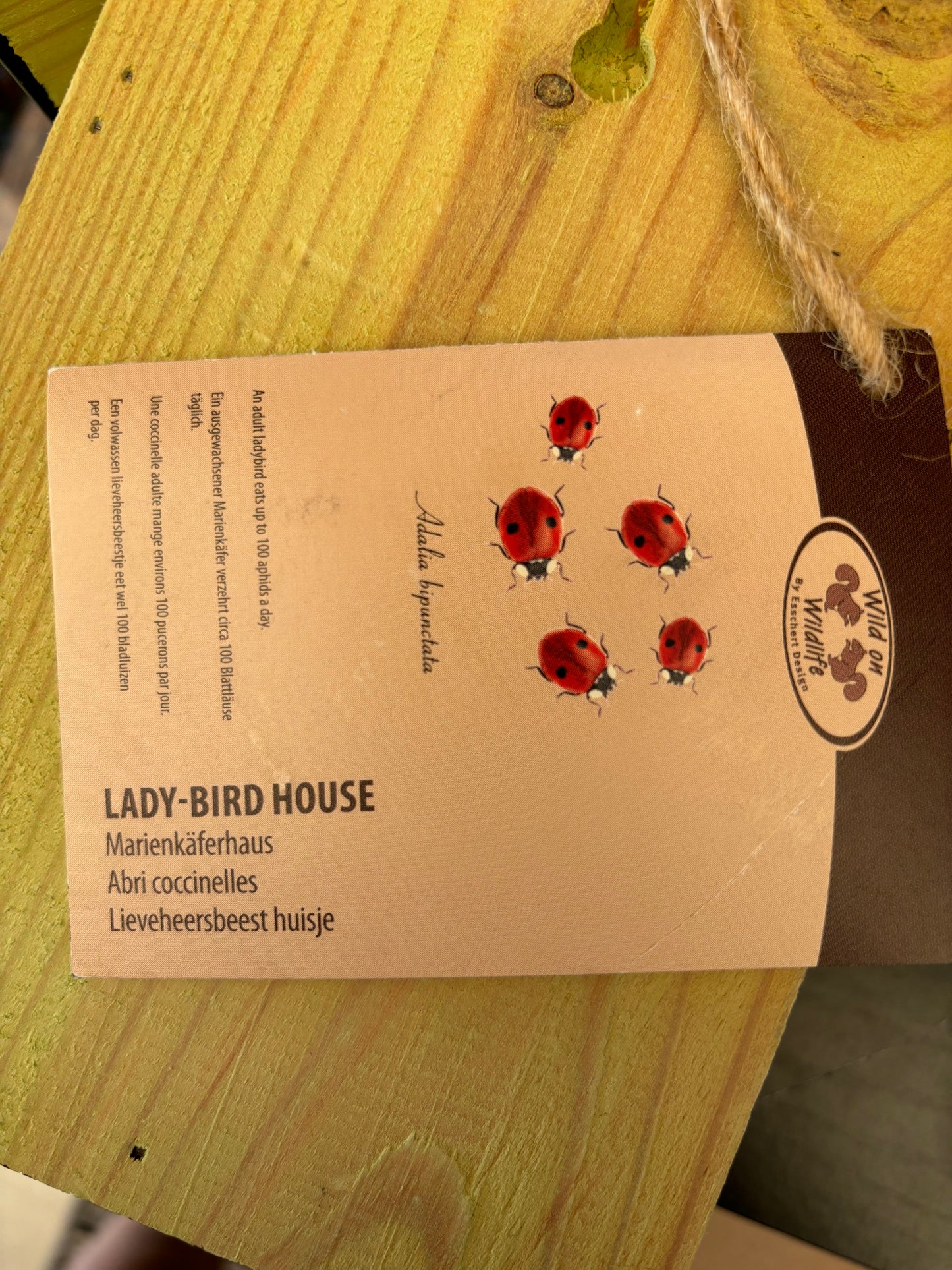 Lady Bug House